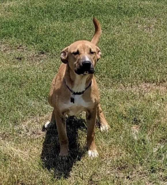 Drake - Carter's Forever Rescue and Sanctuary